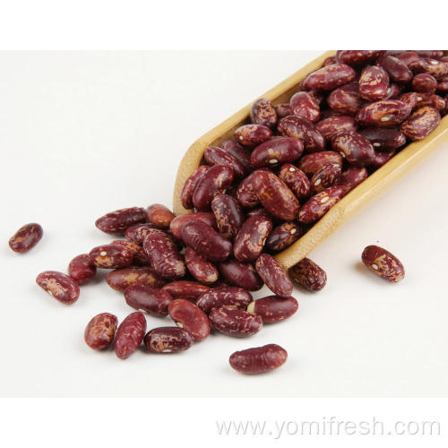 Kidney Beans Seeds